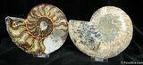 Inch Split And Polished Madagascar Ammonite #874-1